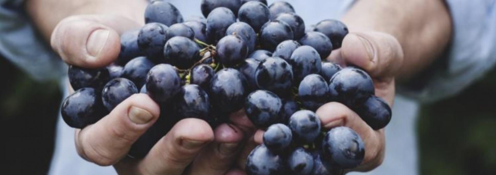 Person holding a bundle of black grapes in both hands