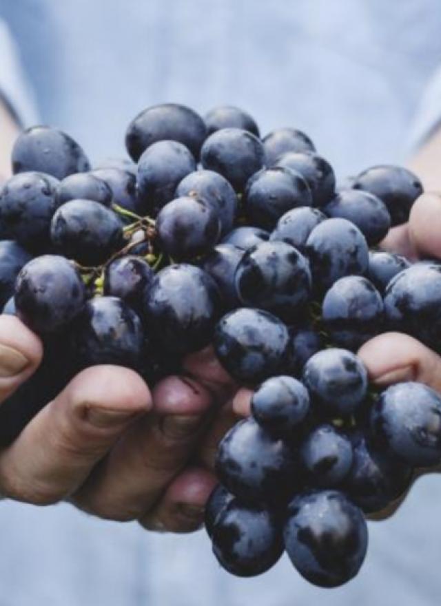 Person holding a bundle of black grapes in both hands